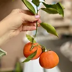 La Tropicale *